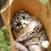 紙袋にいる猫